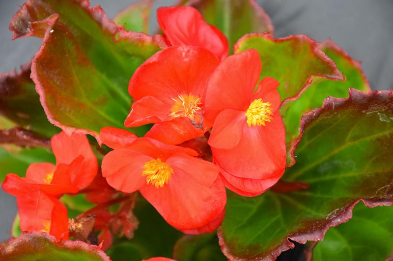 Begonia X Tophat Scarlet - View 5 from www redcrocus com