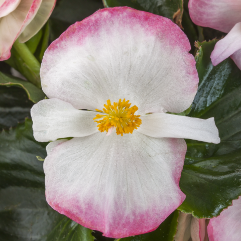 Begonia X Tophat Scarlet - View 6 from www redcrocus com