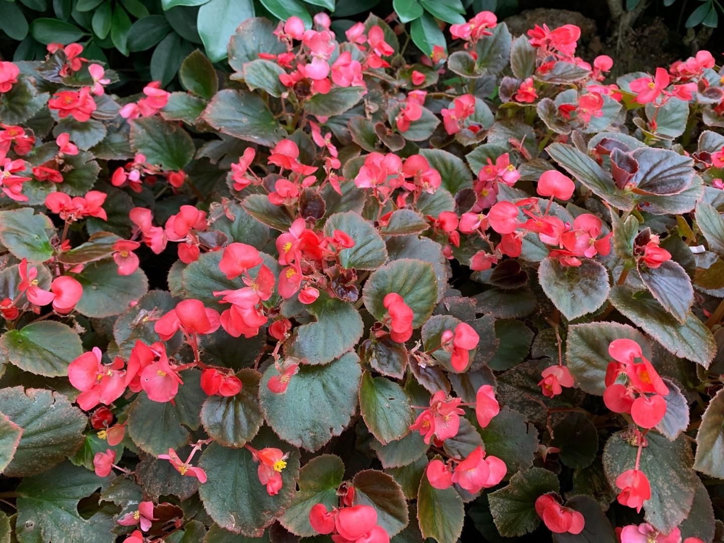 Begonia X Tophat Scarlet - View 7 from www redcrocus com