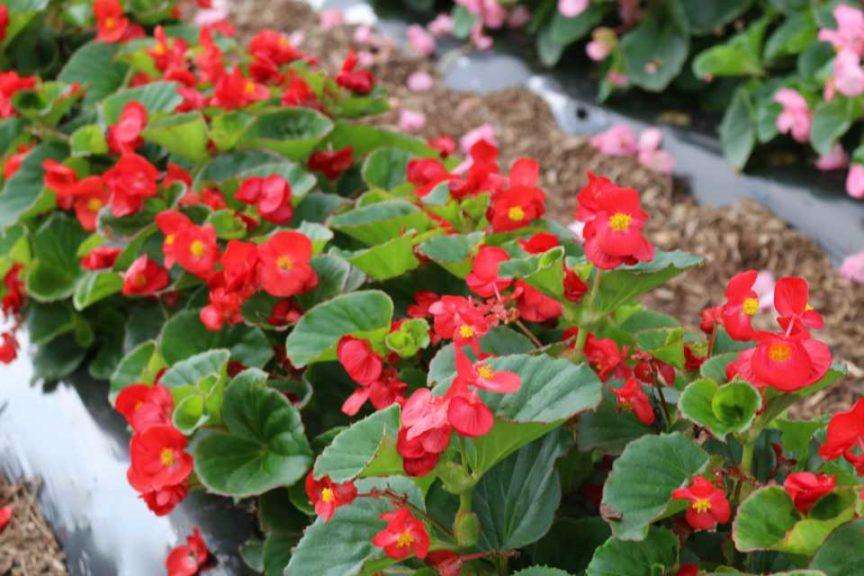 Begonia X Tophat Scarlet - View 8 from www redcrocus com