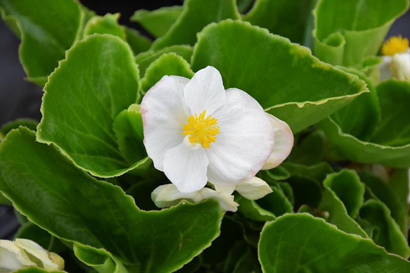 Begonia X Tophat White - View 12 from www redcrocus com