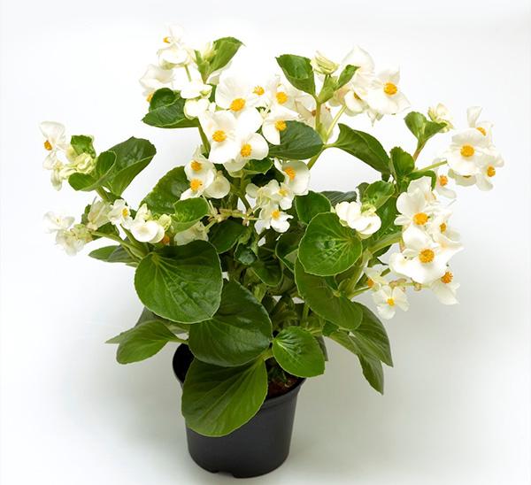 Begonia X Tophat White - View 14 from www redcrocus com