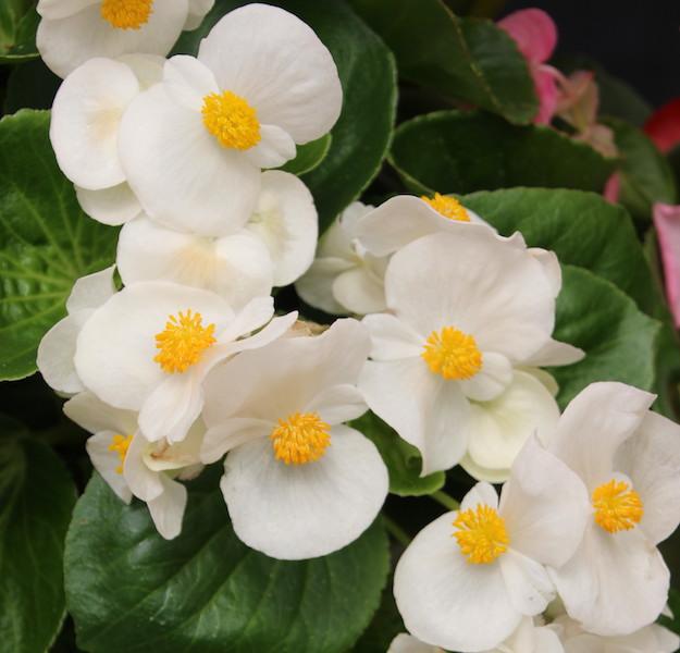 Begonia X Tophat White - View 1 from www redcrocus com