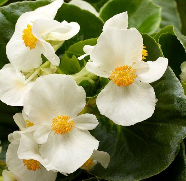 Begonia X Tophat White - View 4 from www redcrocus com