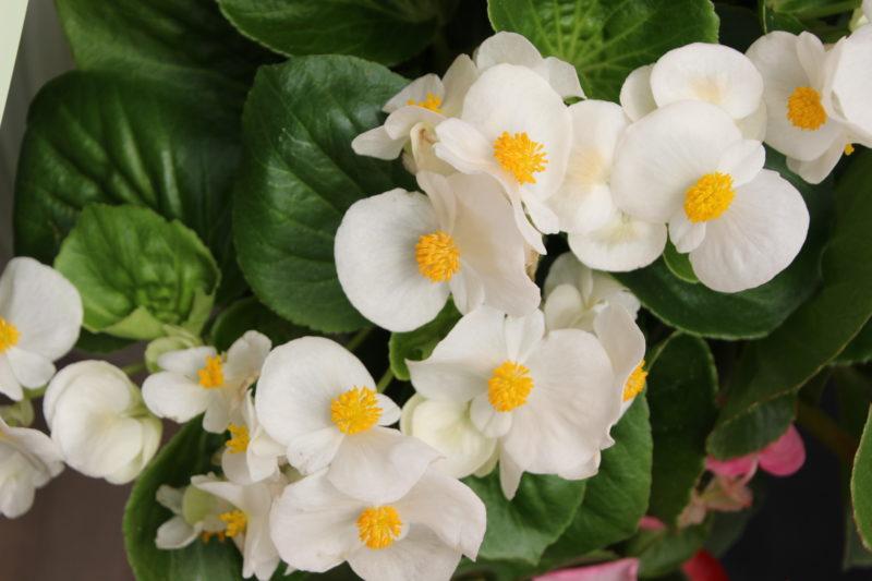 Begonia X Tophat White - View 5 from www redcrocus com