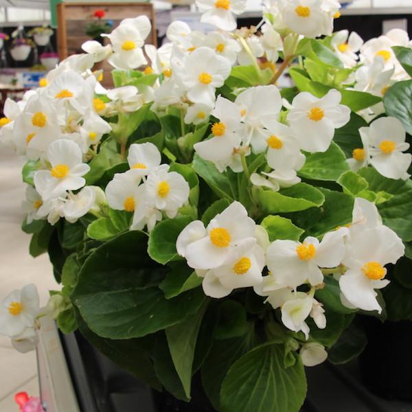 Begonia X Tophat White - View 6 from www redcrocus com