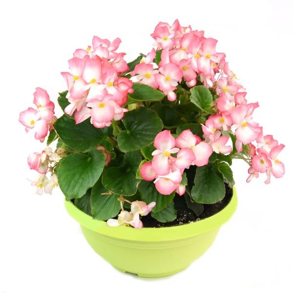 Begonia X Tophat White - View 7 from www redcrocus com