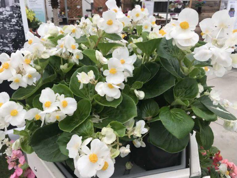 Begonia X Tophat White - View 8 from www redcrocus com