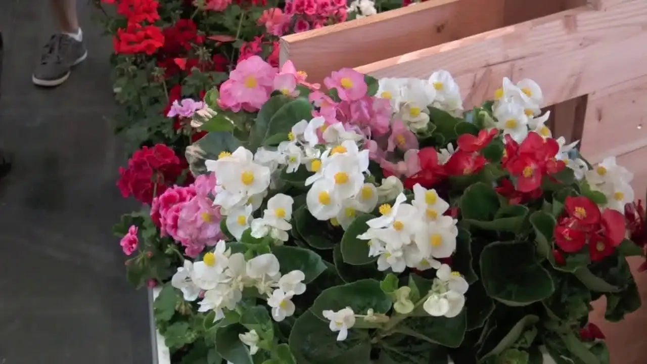 Begonia X Tophat White - View 8 from www redcrocus com