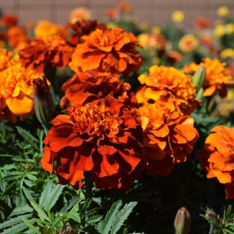 Marigold Fireball - View 10 from www redcrocus com