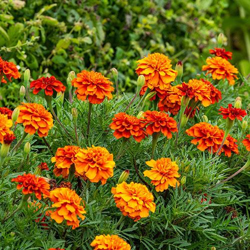 Marigold Fireball - View 11 from www redcrocus com