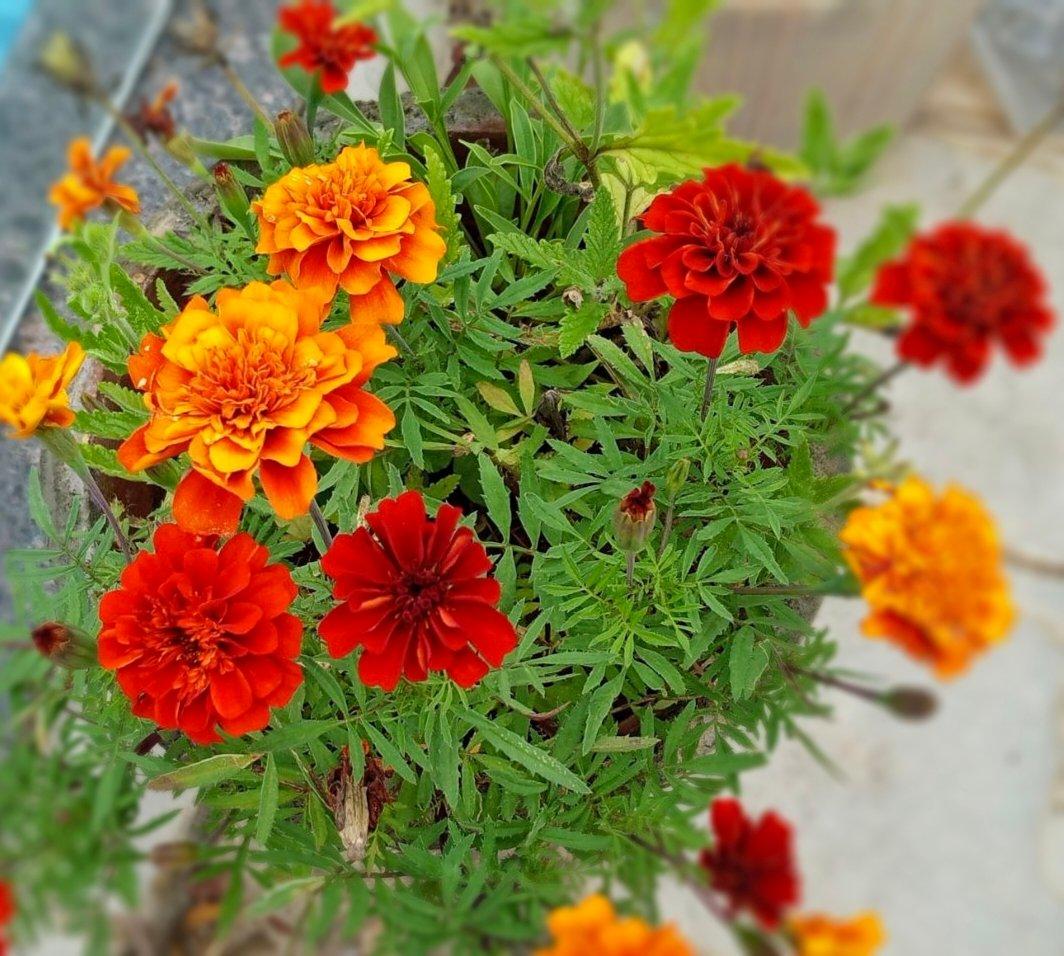Marigold Fireball - View 12 from www redcrocus com