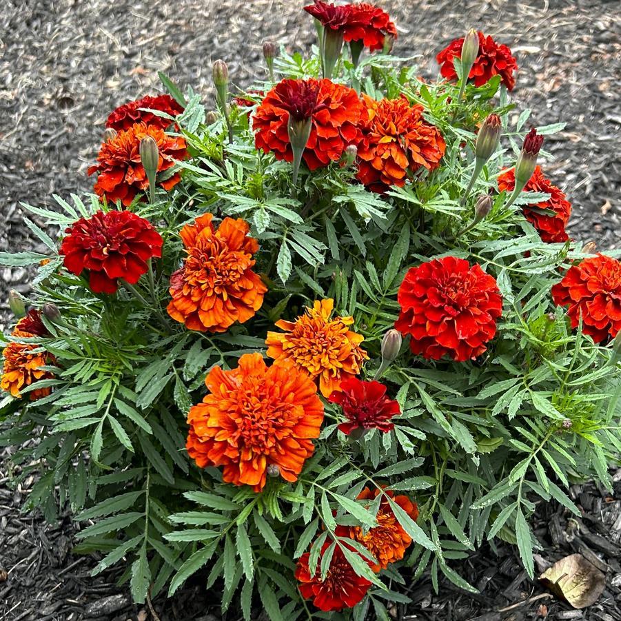 Marigold Fireball - View 13 from www redcrocus com