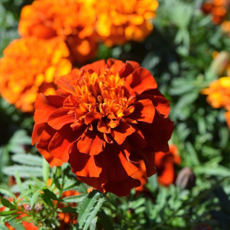 Marigold Fireball - View 15 from www redcrocus com