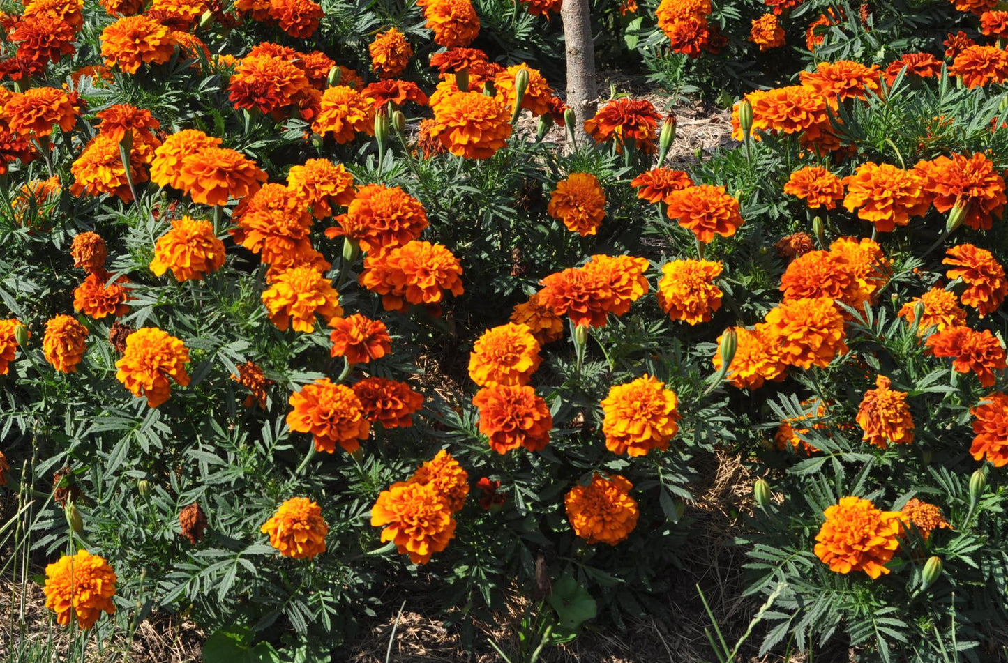 Marigold Fireball - View 16 from www redcrocus com