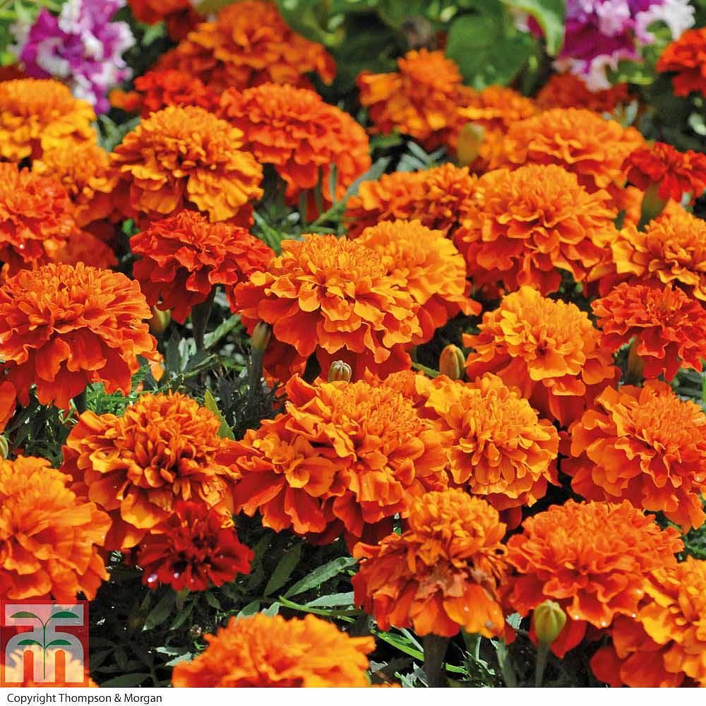 Marigold Fireball - View 17 from www redcrocus com