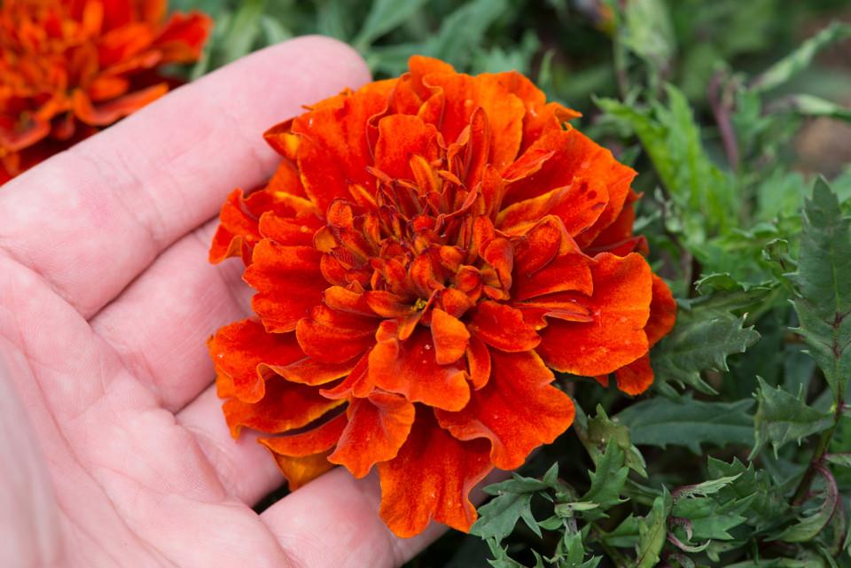 Marigold Fireball - View 20 from www redcrocus com
