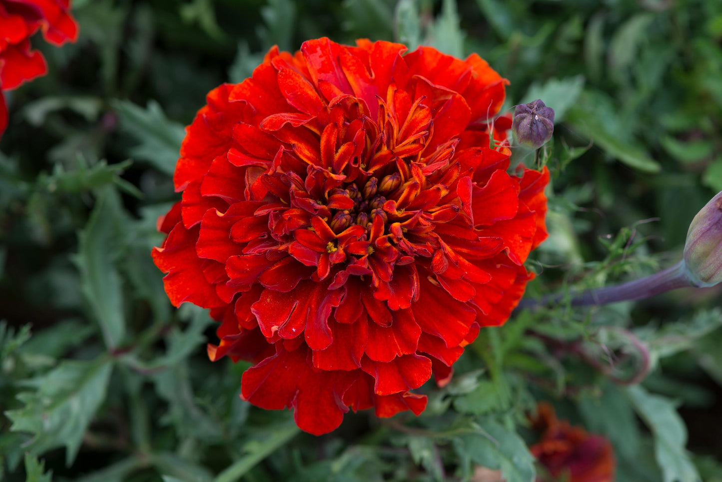 Marigold Fireball - View 4 from www redcrocus com
