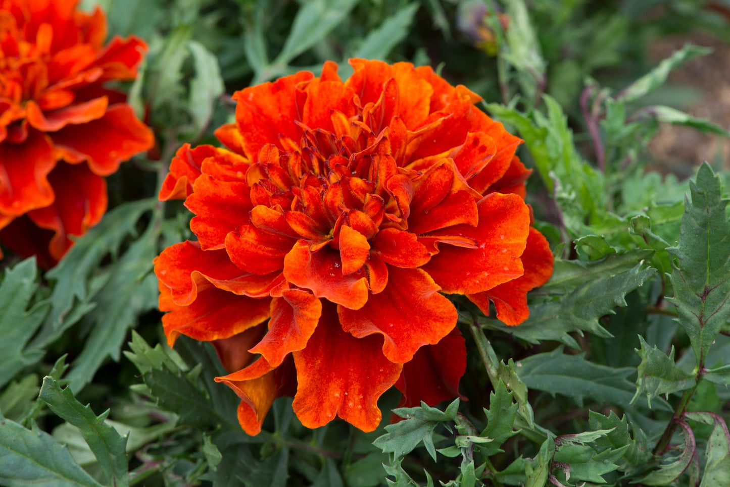 Marigold Fireball - View 5 from www redcrocus com