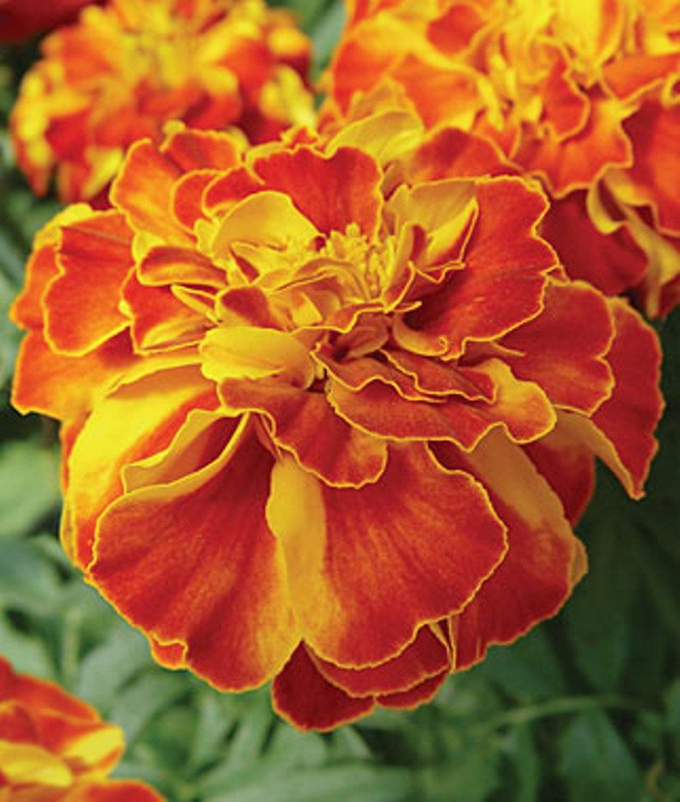 Marigold Fireball - View 8 from www redcrocus com