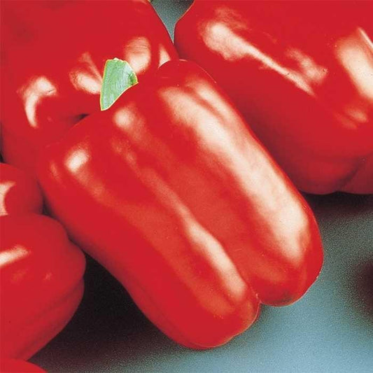 Pepper Baron - View 1 from www redcrocus com