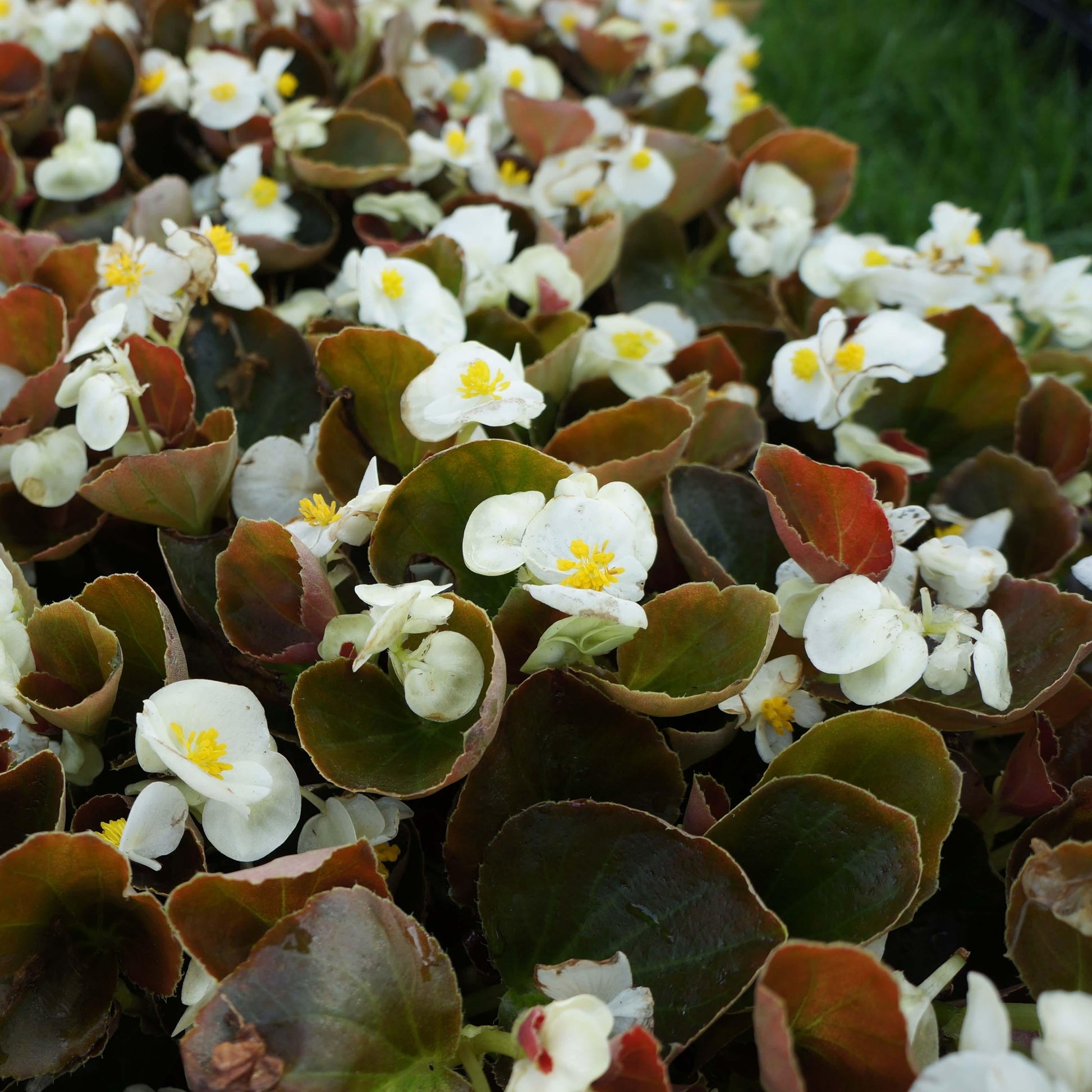Begonia Bada Boom Bronze Leaf White - View 11 from www redcrocus com
