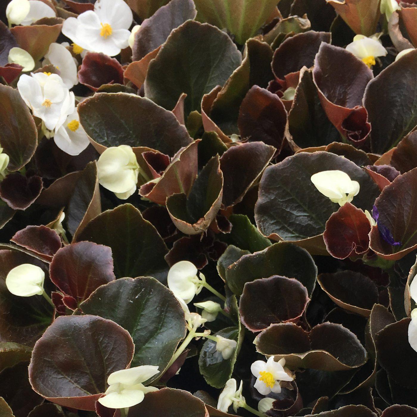 Begonia Bada Boom Bronze Leaf White - View 13 from www redcrocus com