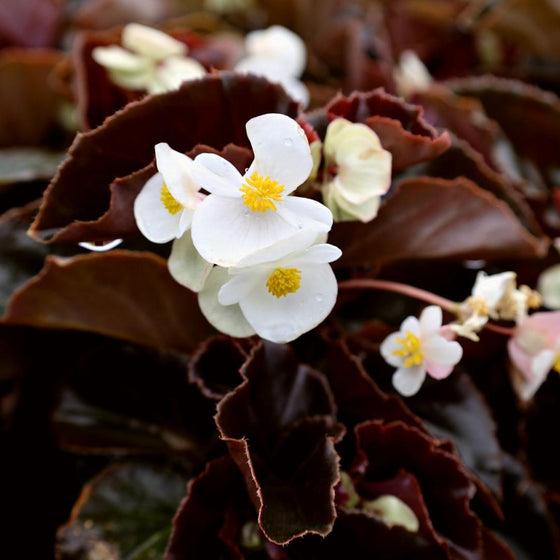 Begonia Bada Boom Bronze Leaf White - View 14 from www redcrocus com