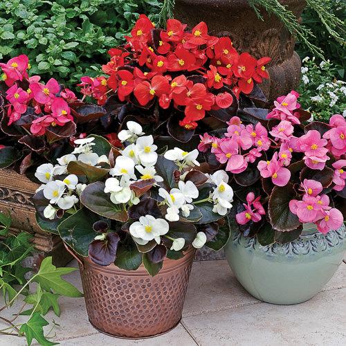 Begonia Bada Boom Bronze Leaf White - View 16 from www redcrocus com