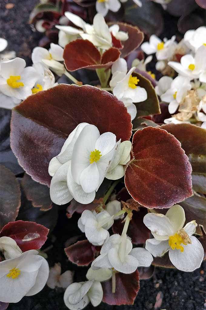 Begonia Bada Boom Bronze Leaf White - View 17 from www redcrocus com
