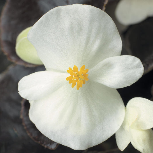 Begonia Bada Boom Bronze Leaf White - View 1 from www redcrocus com
