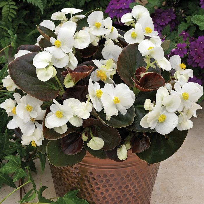 Begonia Bada Boom Bronze Leaf White - View 2 from www redcrocus com