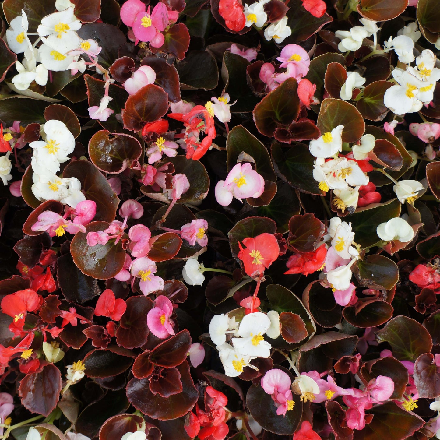 Begonia Bada Boom Bronze Leaf White - View 6 from www redcrocus com