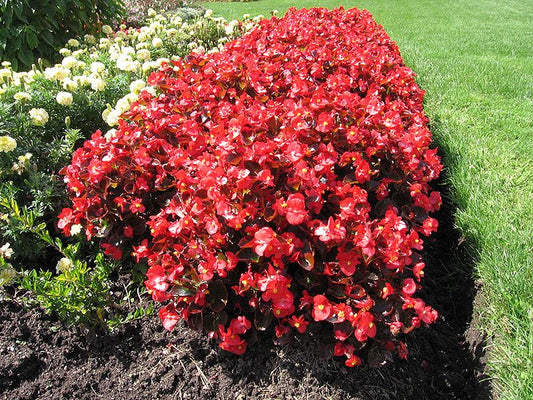 Begonia Bada Boom Bronze Leaf Scarlet - View 10 from www redcrocus com