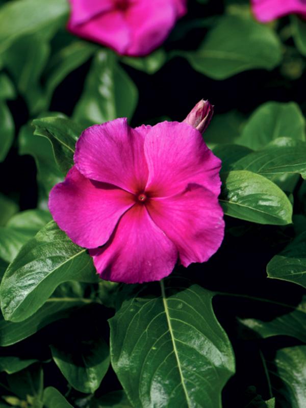 Vinca Blockbuster Purple - View 3 from www redcrocus com