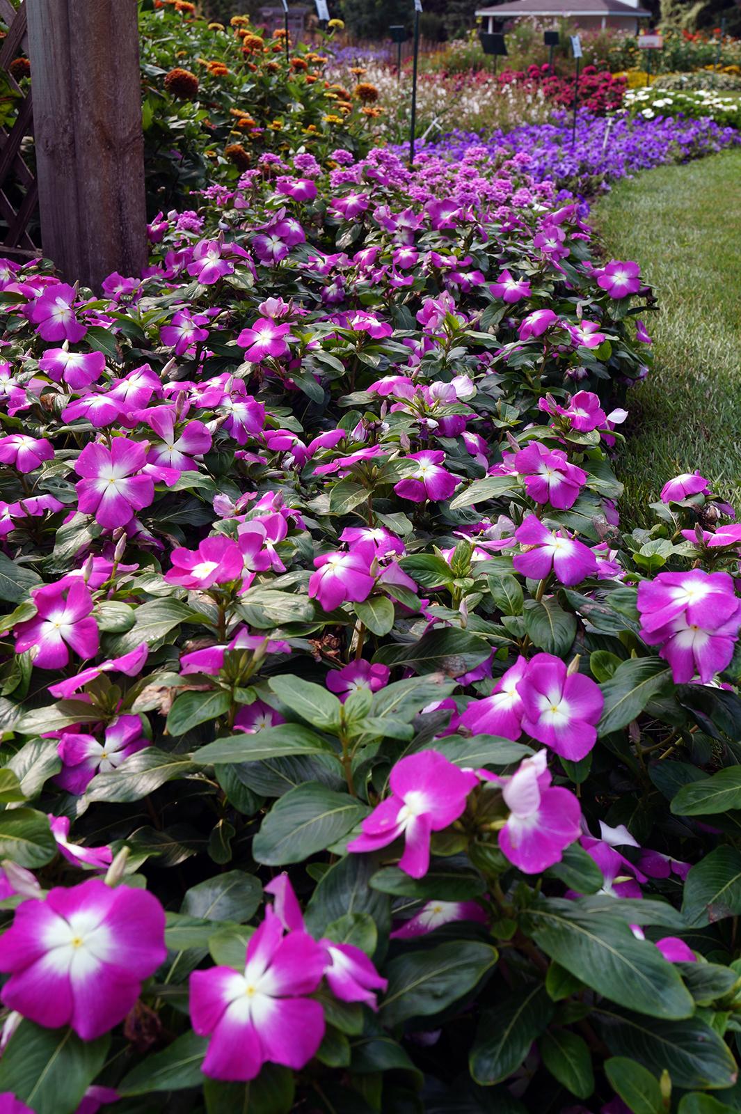 Vinca Blockbuster Purple - View 7 from www redcrocus com