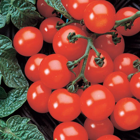 Tomato Husky Cherry Red - View 1 from www redcrocus com