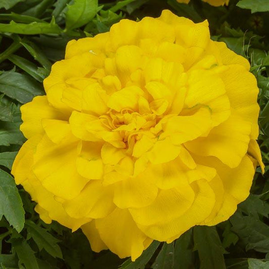 Marigold Endurance Sunset Gold - View 10 from www redcrocus com
