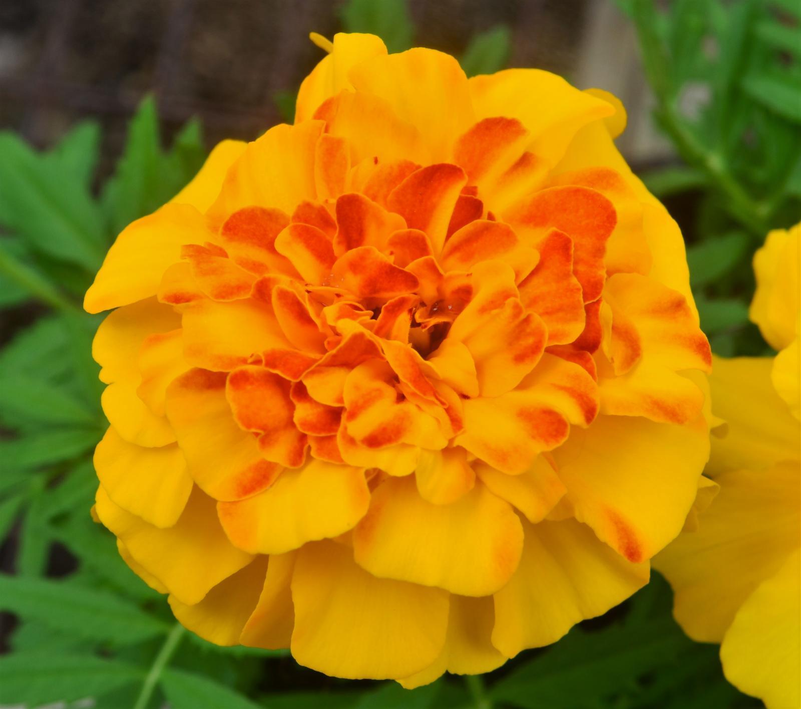 Marigold Endurance Sunset Gold - View 12 from www redcrocus com