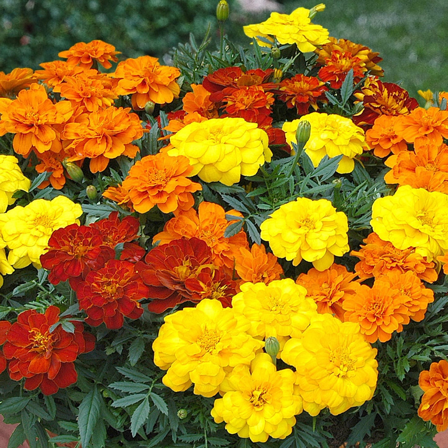 Marigold Endurance Sunset Gold - View 14 from www redcrocus com