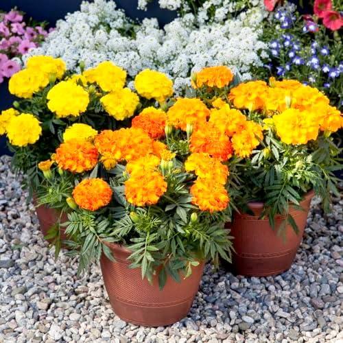 Marigold Endurance Sunset Gold - View 16 from www redcrocus com