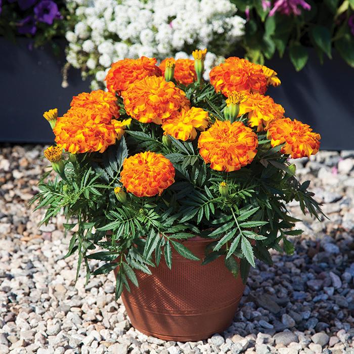 Marigold Endurance Sunset Gold - View 5 from www redcrocus com