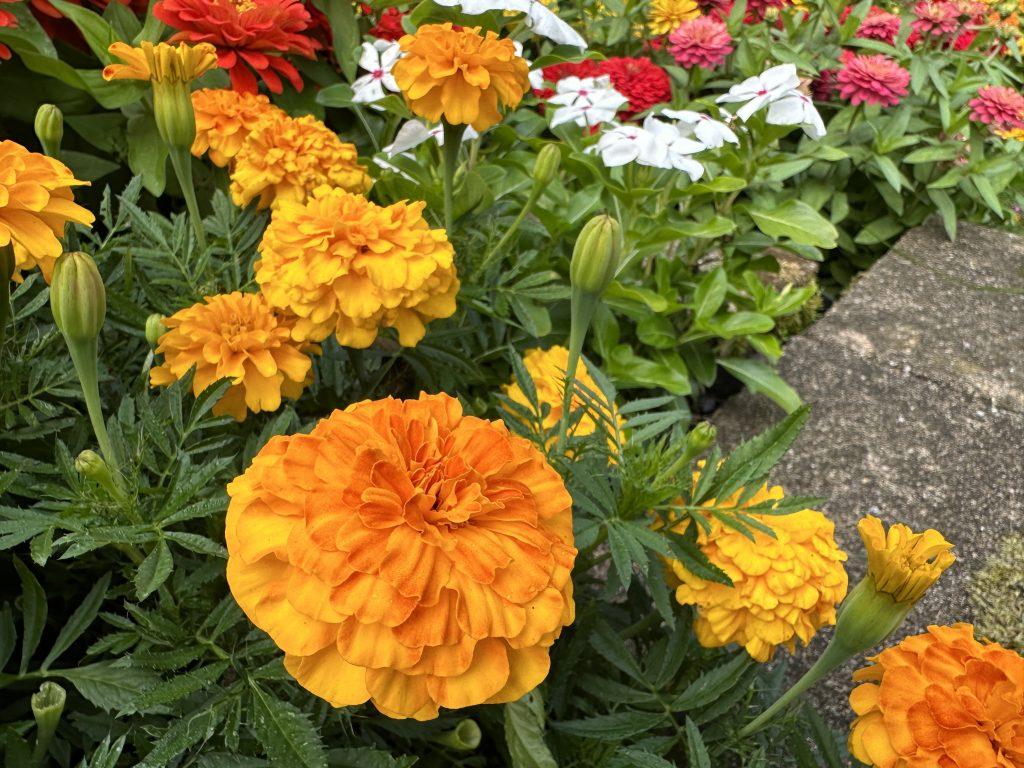 Marigold Endurance Sunset Gold - View 9 from www redcrocus com