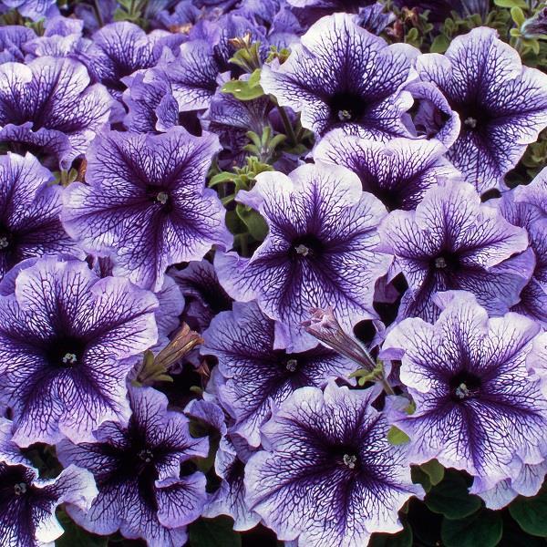 Petunia Hurrah Blue Veined - View 10 from www redcrocus com