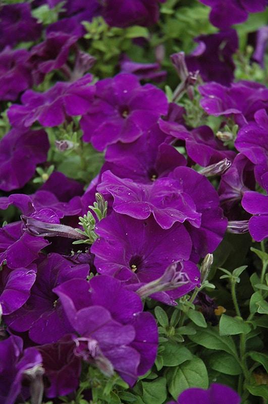 Petunia Hurrah Blue Veined - View 13 from www redcrocus com