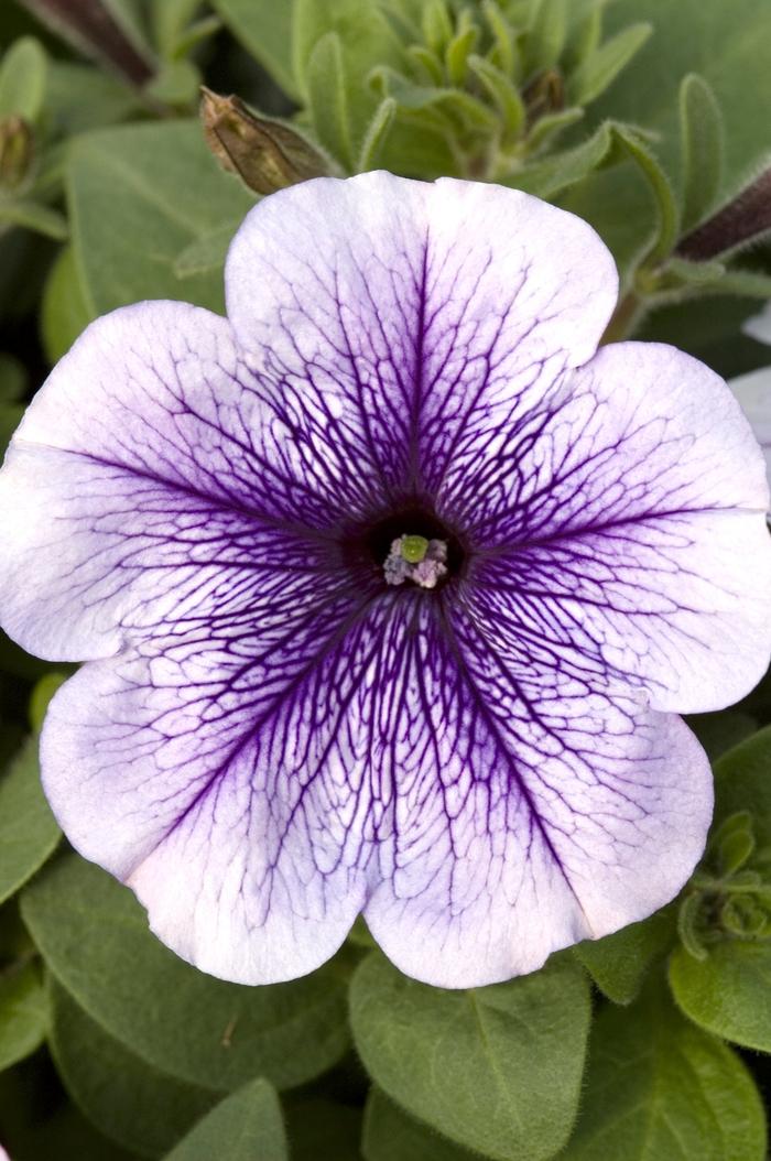 Petunia Hurrah Blue Veined - View 1 from www redcrocus com