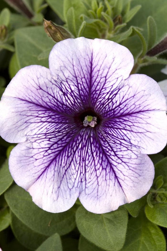 Petunia Hurrah Blue Veined - View 1 from www redcrocus com