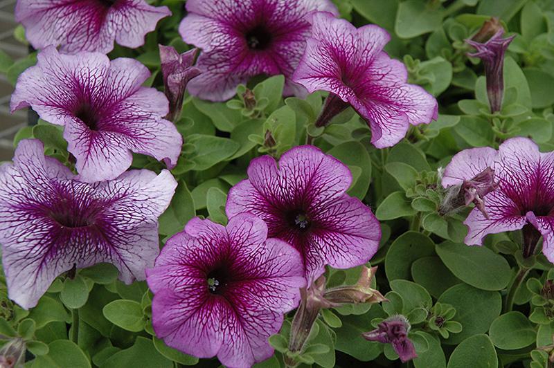 Petunia Hurrah Blue Veined - View 2 from www redcrocus com