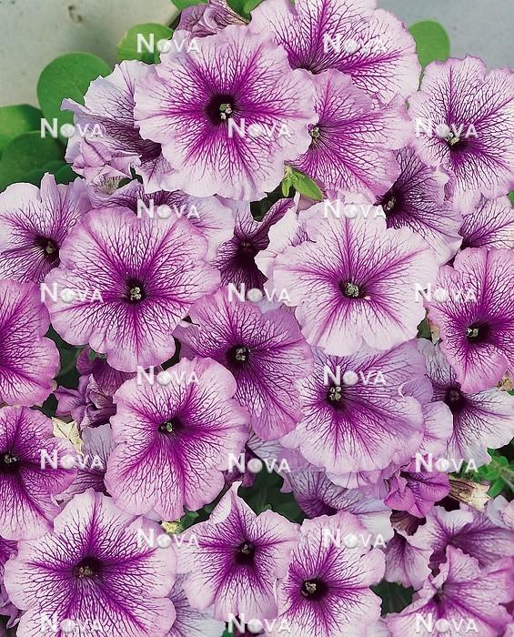 Petunia Hurrah Blue Veined - View 4 from www redcrocus com