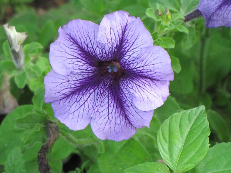 Petunia Hurrah Blue Veined - View 5 from www redcrocus com